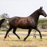 Madrigal Interagro, matriz Puro Sangue Lusitano preta/Interagro Lusitanos