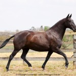 Madrigal Interagro, matriz Puro Sangue Lusitano preta/Interagro Lusitanos