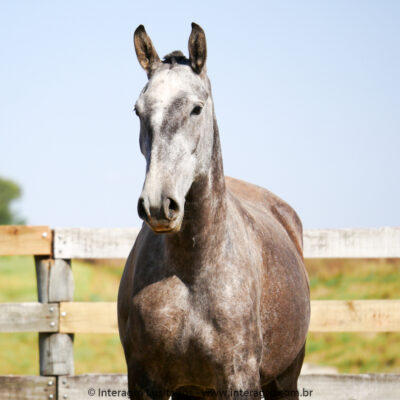 Oferenda Interagro/Interagro Lusitanos