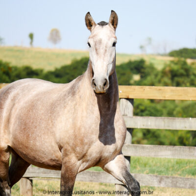 Opalina Interagro/Interagro Lusitanos