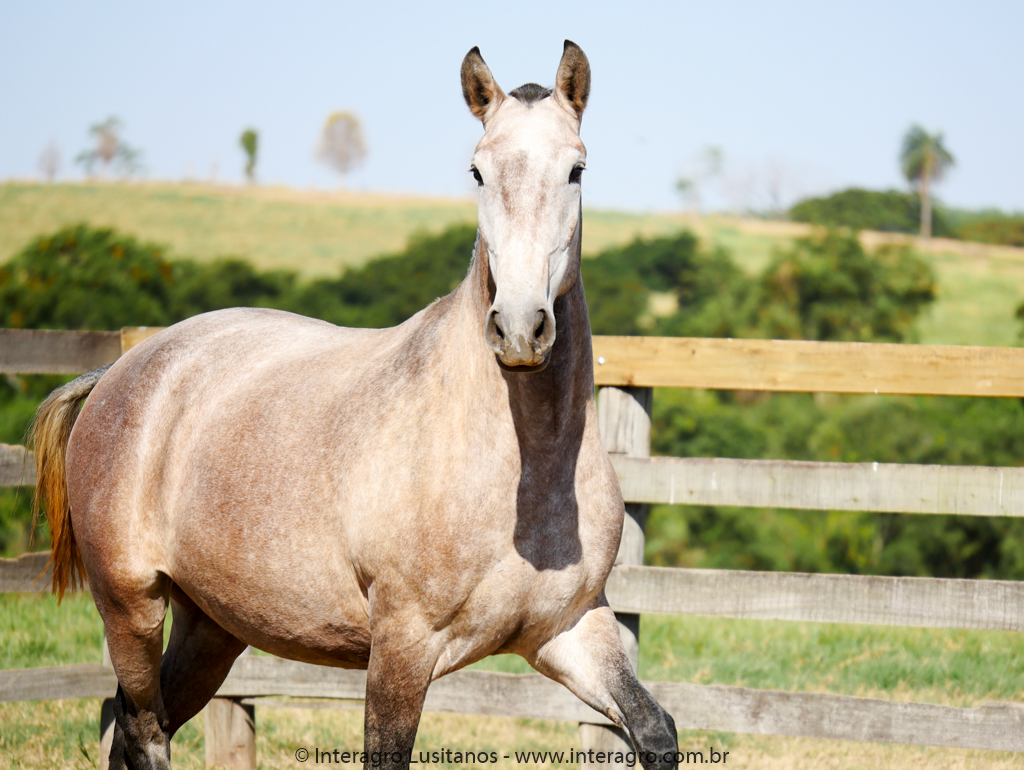 Opalina Interagro/Interagro Lusitanos