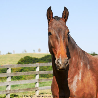 Oxalá Interagro/Interagro Lusitanos