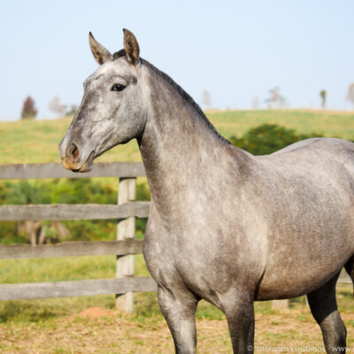 Paródia Interagro/Interagro Lusitanos
