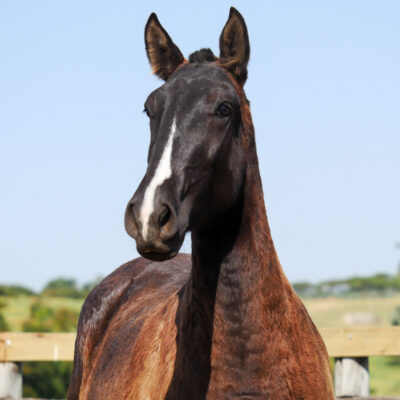 Peggy Interagro/Interagro Lusitanos