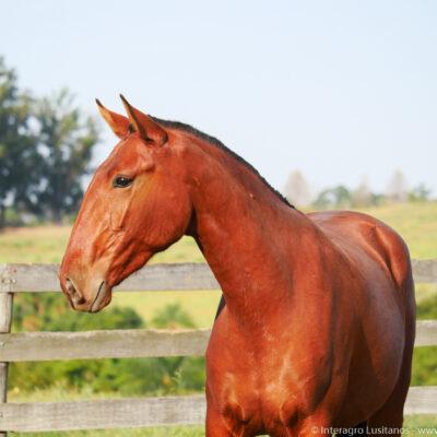 Piedosa Interagro/Interagro Lusitanos