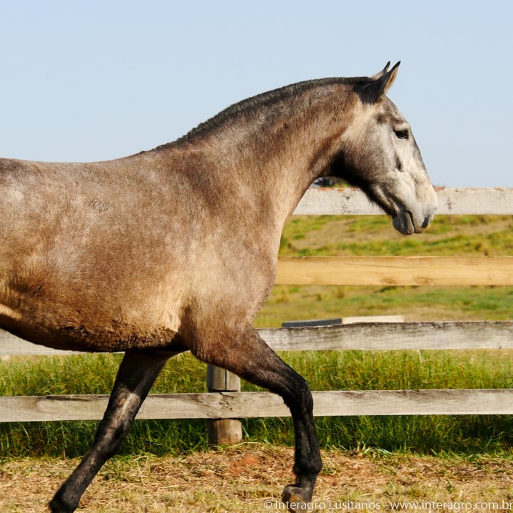 Plácida Interagro/Interagro Lusitanos