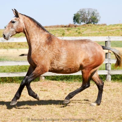 Podargo Interagro/Interagro Lusitanos