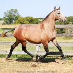 Podargo Interagro/Interagro Lusitanos