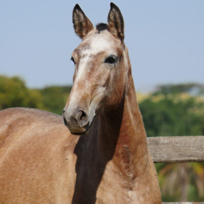 Podargo Interagro/Interagro Lusitanos