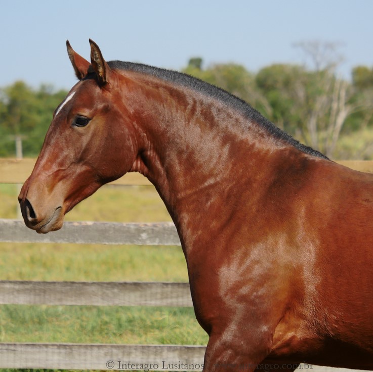 Preciosa Interagro/Interagro Lusitanos