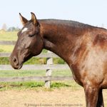 Puppy Interaro/Interagro Lusitanos