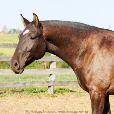Puppy Interaro/Interagro Lusitanos