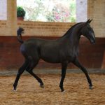 Rabbiata Interagro, potra Puro Sangue Lusitano tordilha vendida na Coleção Interagro de Potros 2021/Interagro Lusitanos