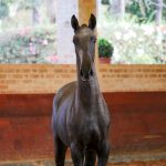 Rabbiata Interagro, potra Puro Sangue Lusitano tordilha vendida na Coleção Interagro de Potros 2021/Interagro Lusitanos