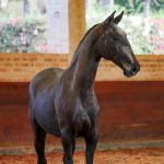 Rabbiata Interagro, potra Puro Sangue Lusitano tordilha vendida na Coleção Interagro de Potros 2021/Interagro Lusitanos