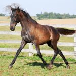 Rabula Interagro/Interagro Lusitanos