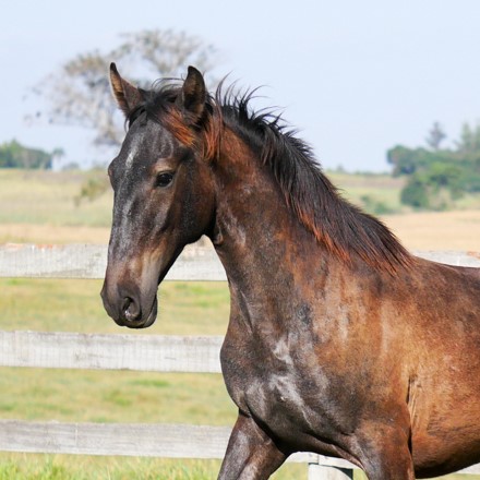 Rabula Interagro/Interagro Lusitanos