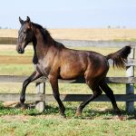 Rabula Interagro/Interagro Lusitanos