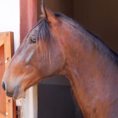 Renomado Interagro/Interagro Lusitanos