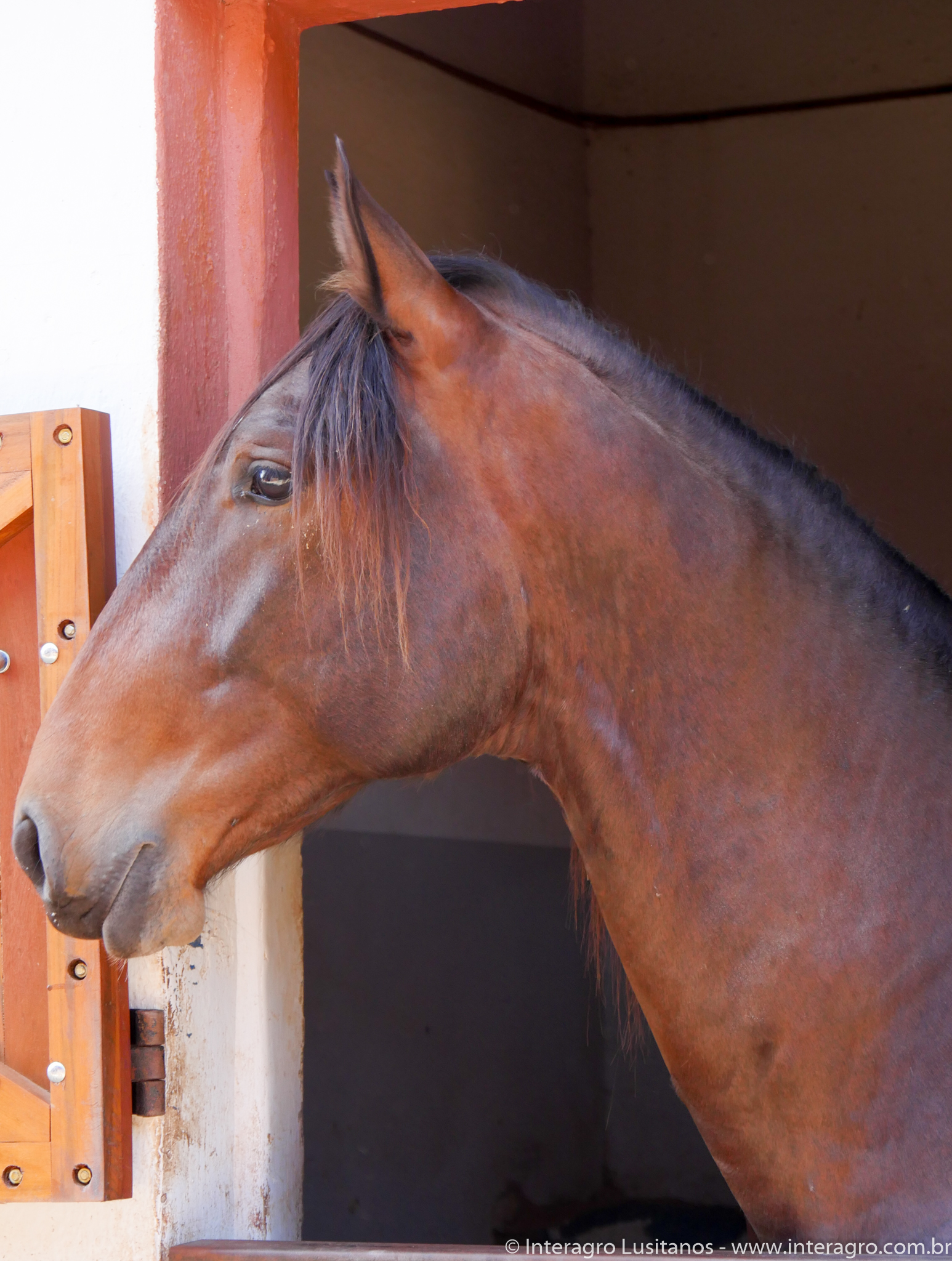 Renomado Interagro/Interagro Lusitanos