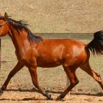Rimbaud Interagro, potro Puro Sangue Lusitano castanho à venda na Coleção de Potros Interagro 2021/Foto: TUPA