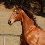 Rimbaud Interagro, potro Puro Sangue Lusitano castanho à venda na Coleção de Potros Interagro 2021/Foto: TUPA