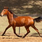 Rimbaud Interagro, potro Puro Sangue Lusitano castanho à venda na Coleção de Potros Interagro 2021/Foto: TUPA