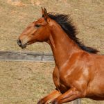 Rimbaud Interagro, potro Puro Sangue Lusitano castanho à venda na Coleção de Potros Interagro 2021/Foto: TUPA