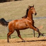 Rimbaud Interagro, potro Puro Sangue Lusitano castanho à venda na Coleção de Potros Interagro 2021/Foto: TUPA
