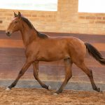 Rimbaud Interagro, potro Puro Sangue Lusitano castanho à venda na Coleção de Potros Interagro 2021/Foto: TUPA