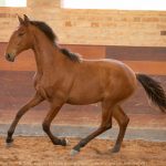 Rimbaud Interagro, potro Puro Sangue Lusitano castanho à venda na Coleção de Potros Interagro 2021/Foto: TUPA