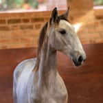 Rutilante Interagro, potro Puro Sangue Lusitano tordilho vendido na Coleção Interagro de Potros 2021/TUPA