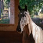 Quilha Interagro, potra Puro Sangue Lusitano tordilha vendida na Coleção de Potros Interagro 2021/Interagro Lusitanos