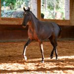 Quilha Interagro, potra Puro Sangue Lusitano tordilha vendida na Coleção de Potros Interagro 2021/Interagro Lusitanos
