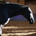 Quilha Interagro, potra Puro Sangue Lusitano tordilha vendida na Coleção de Potros Interagro 2021/Interagro Lusitanos
