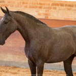 Quilha Interagro, potra Puro Sangue Lusitano tordilha vendida na Coleção de Potros Interagro 2021/TUPA
