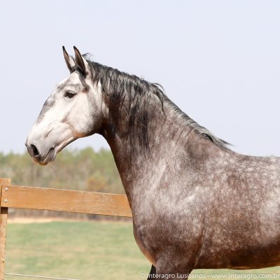 Sorrateiro Interagro