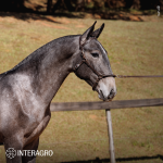 Tordilho Interagro, potro Puro Sangue Lusitano tordilho disponível na Coleção de Potros Interagro 2023 /TUPA