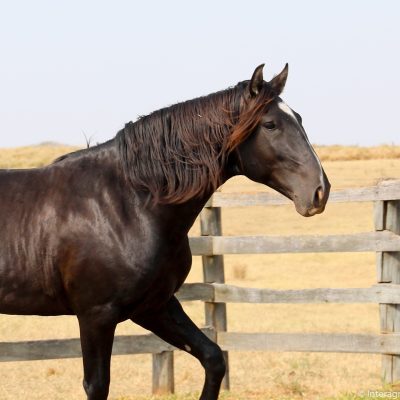 Tarantino Interagro (TE)