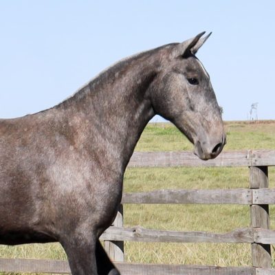 Treasury Interagro (TE)