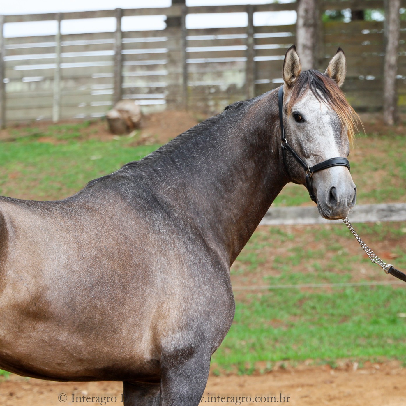 Torrone Interagro, Puro Sangue Lusitano tordilho à venda/Interagro Lusitanos